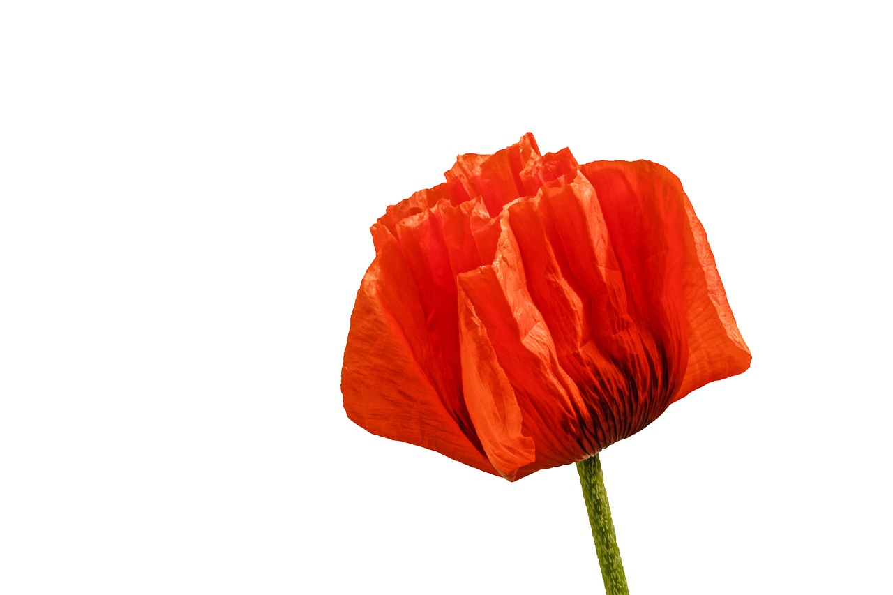 poppy flower blossom free photo