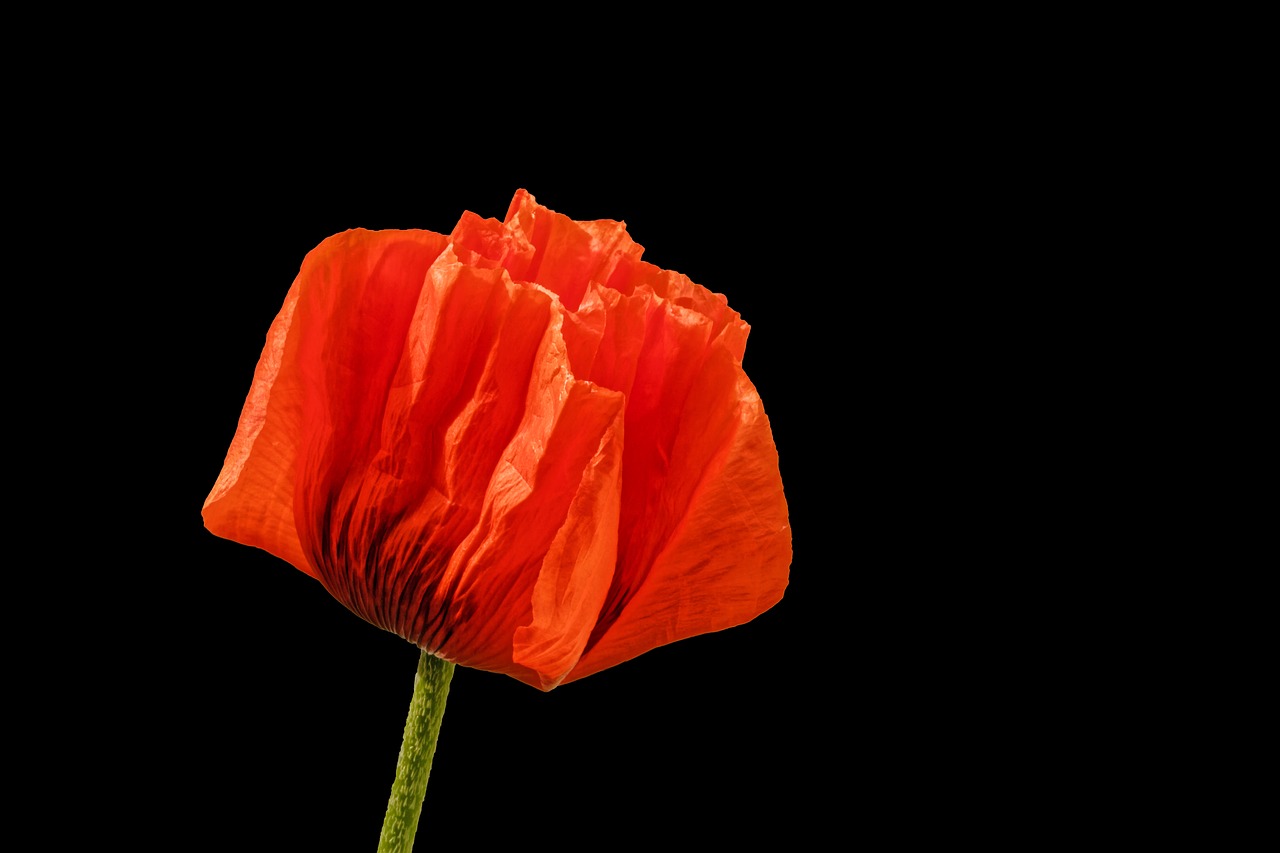 poppy flower blossom free photo