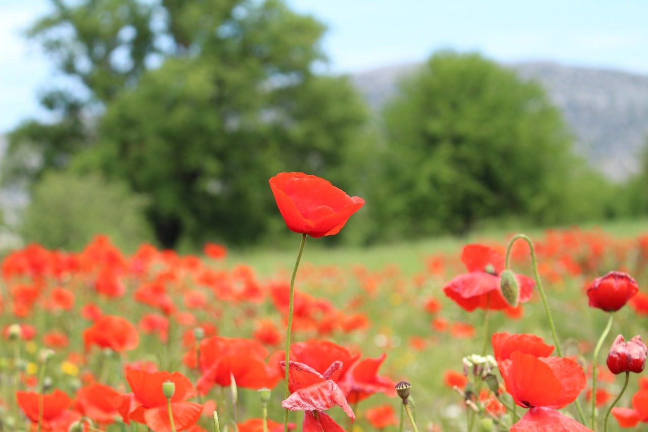 poppy greece blooming flowers free photo