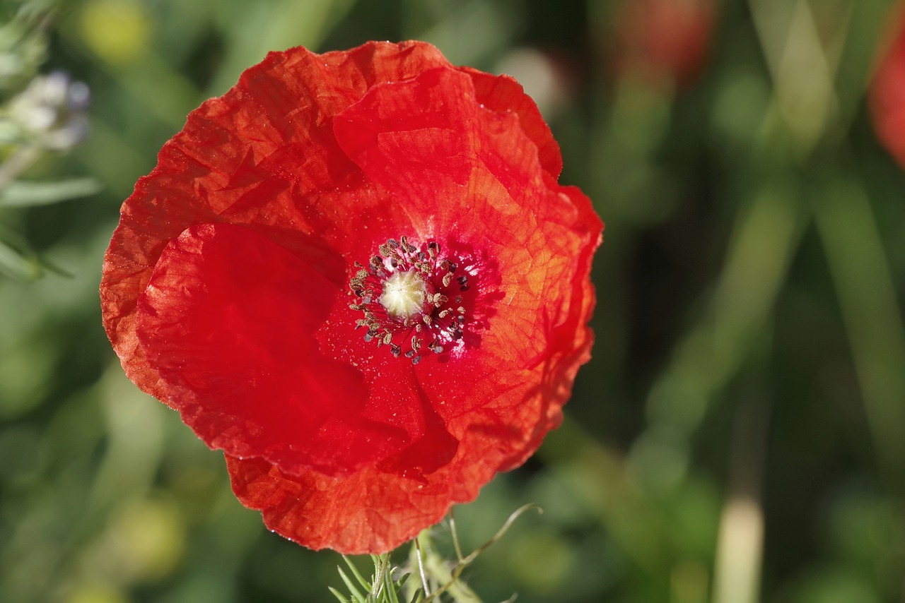 poppy flower red free photo