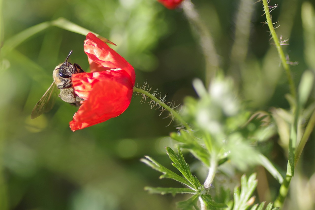 poppy flower bee free photo