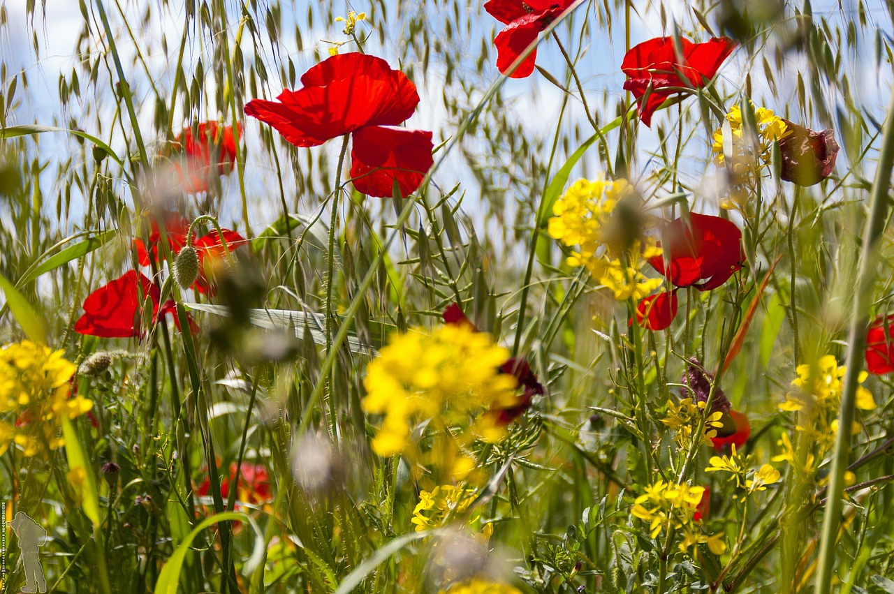 poppy flower nature free photo