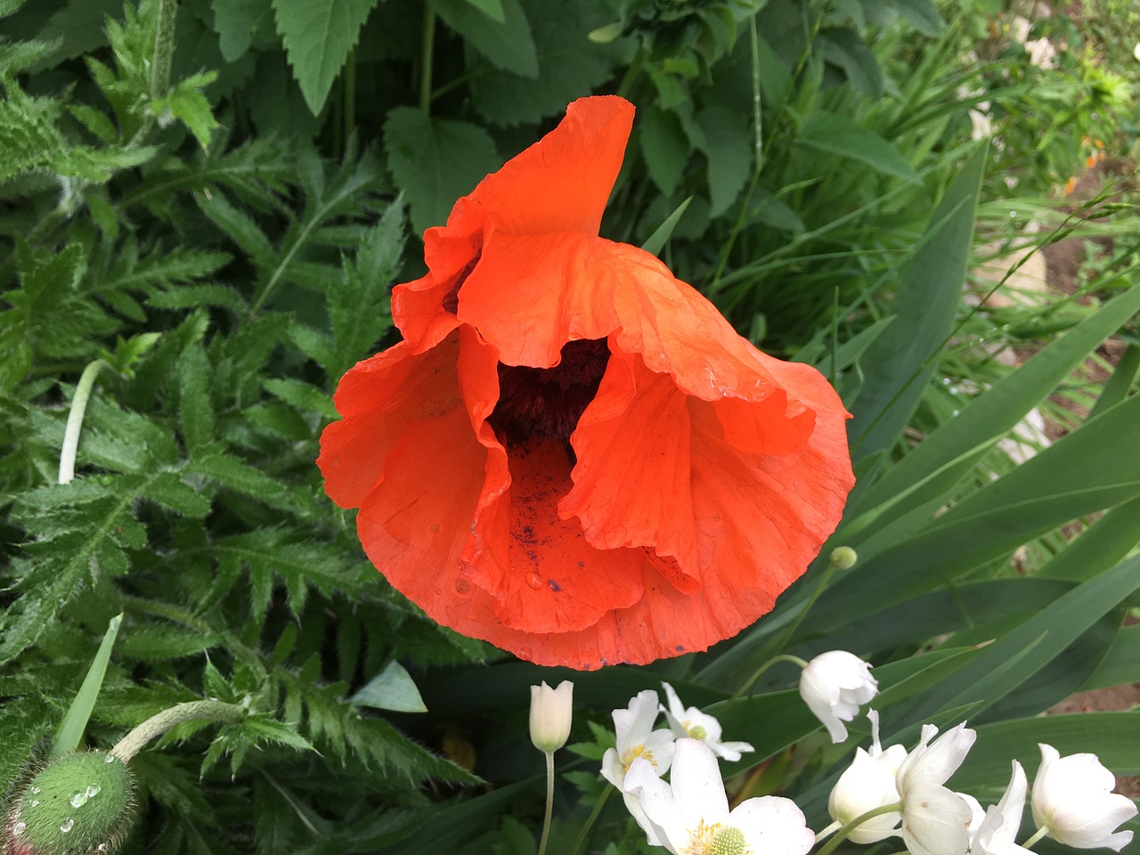 poppy flower red free photo