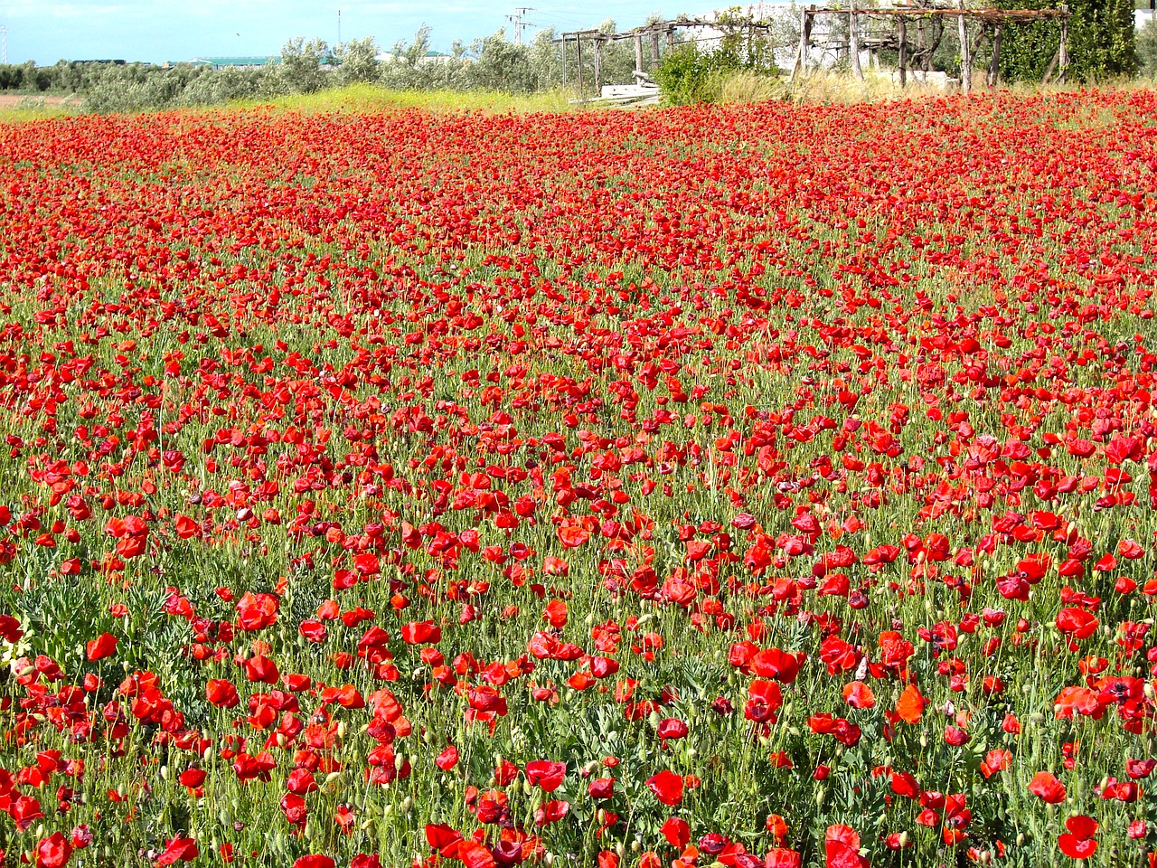 poppy field wild field free photo