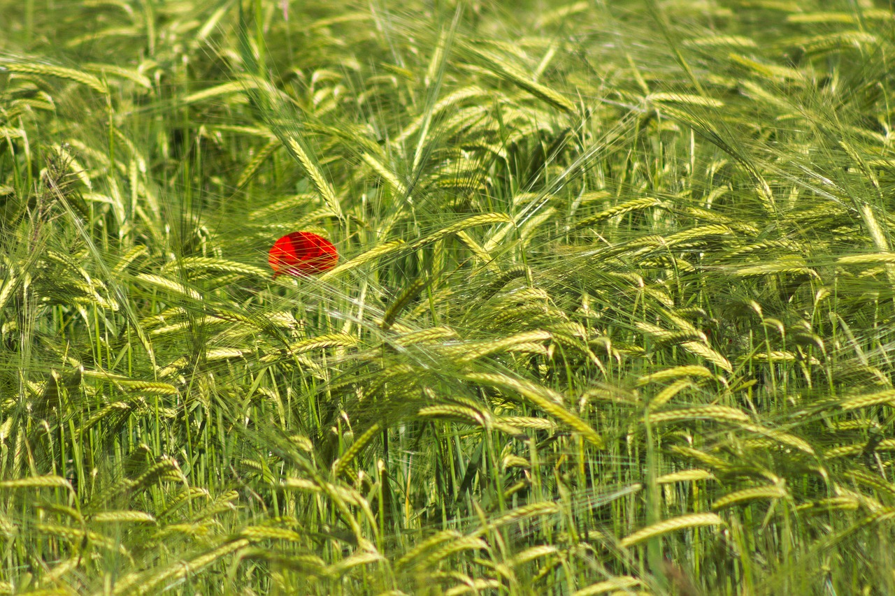 poppy red summer free photo