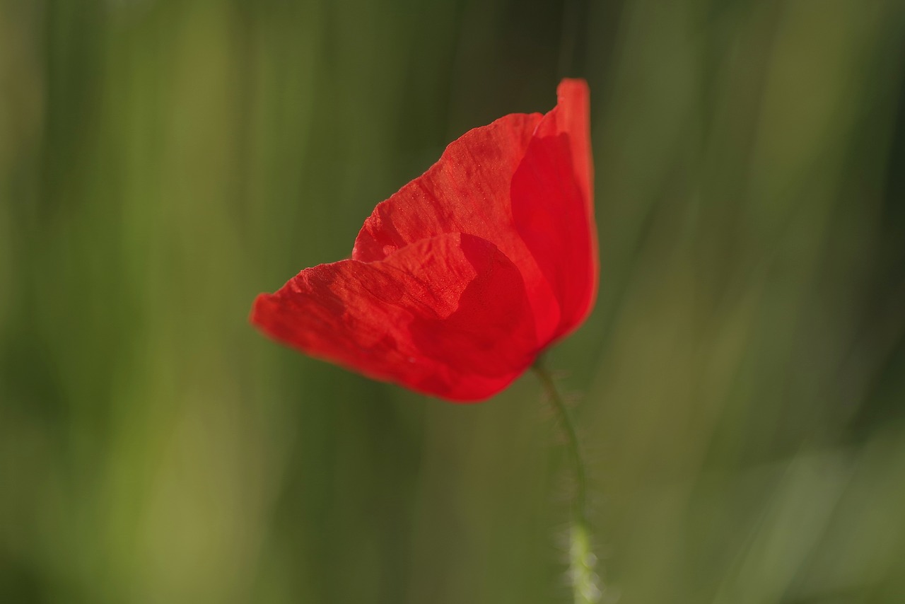 poppy red flower free photo