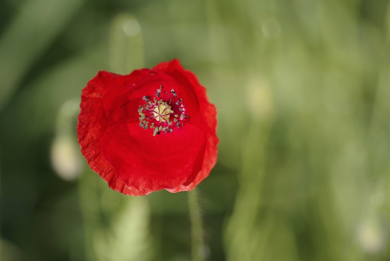 poppy red flower free photo