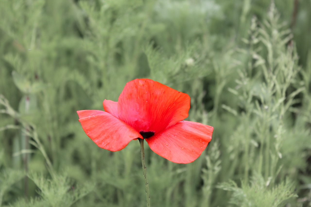 poppy blossom bloom free photo