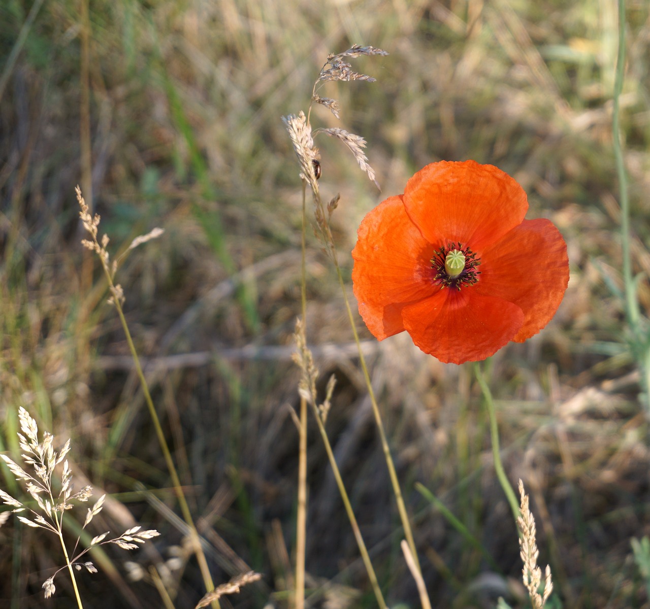 poppy blossom bloom free photo