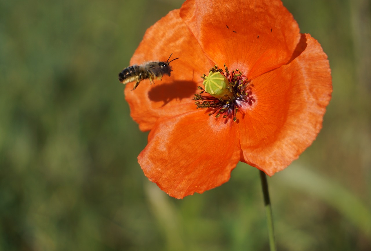 poppy blossom bloom free photo