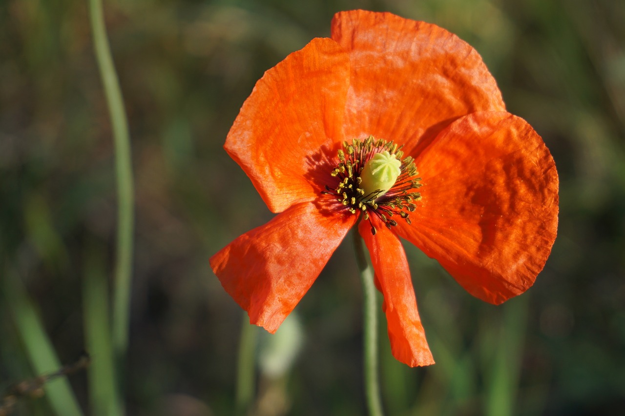 poppy blossom bloom free photo