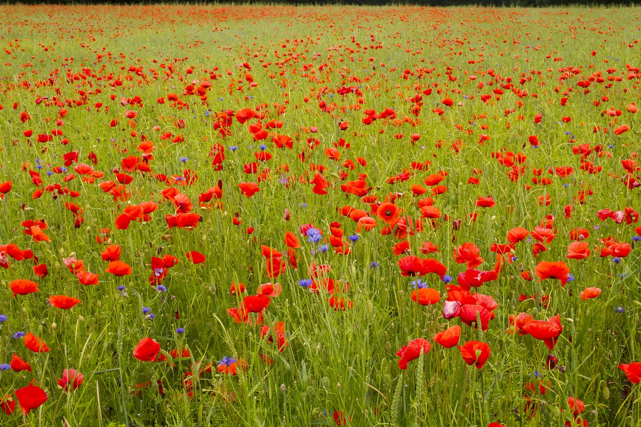 poppy field of poppies meadow free photo