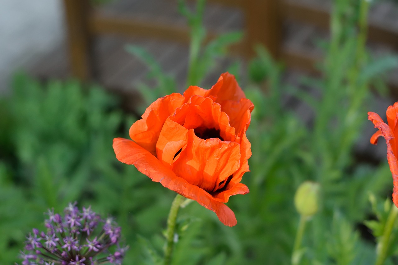 poppy blossom bloom free photo