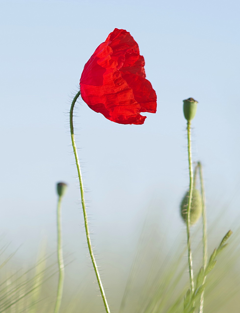 poppy red grasshopper free photo