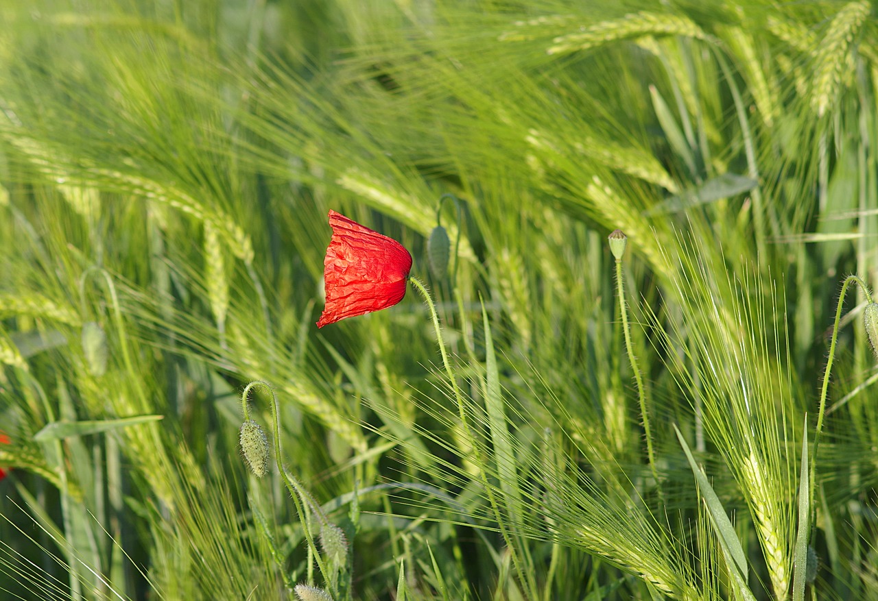 poppy red grasshopper free photo