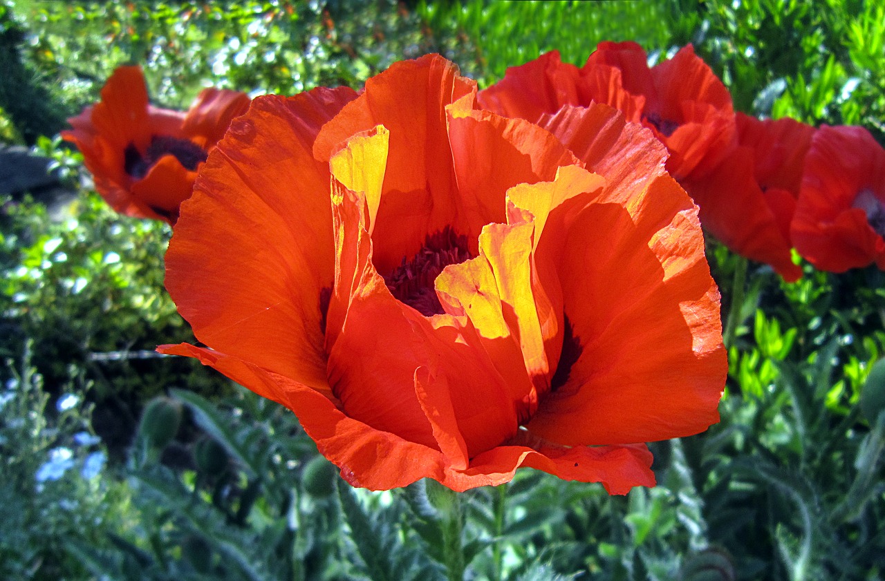 poppy poppy flower red poppy free photo