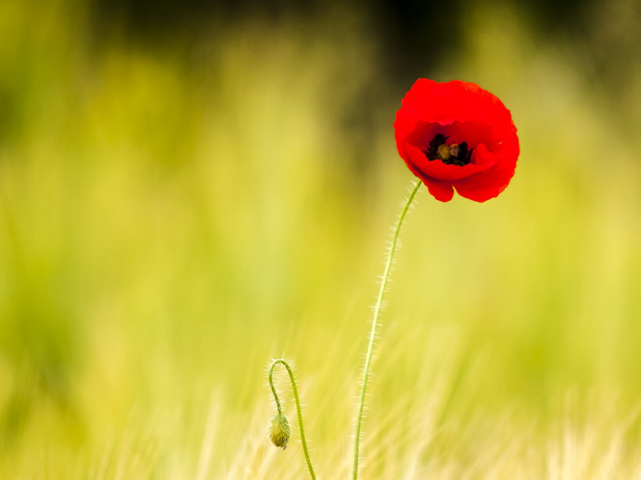 poppy flower nature free photo