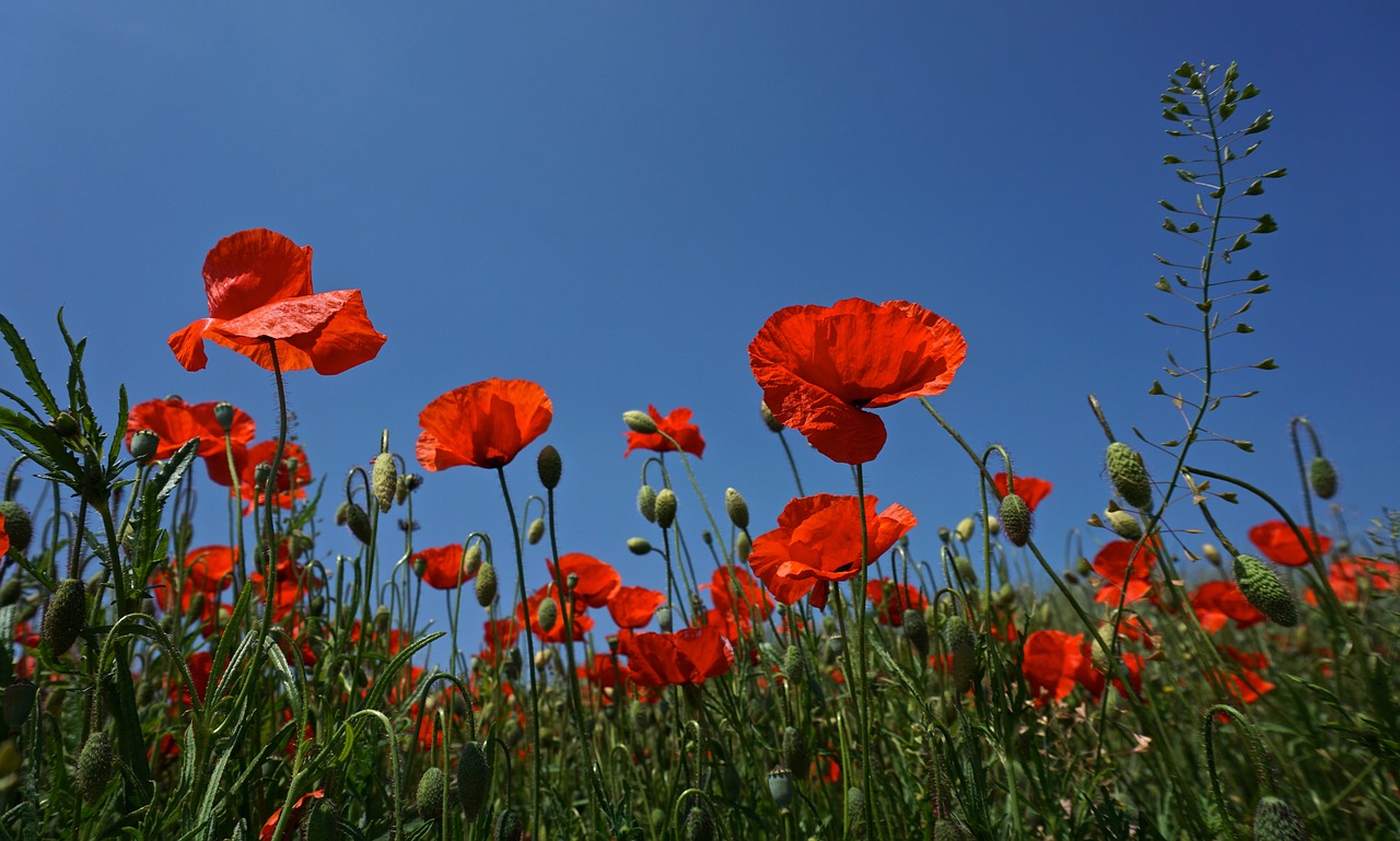 Download free photo of Poppy,summer,red,nature,flower - from needpix.com