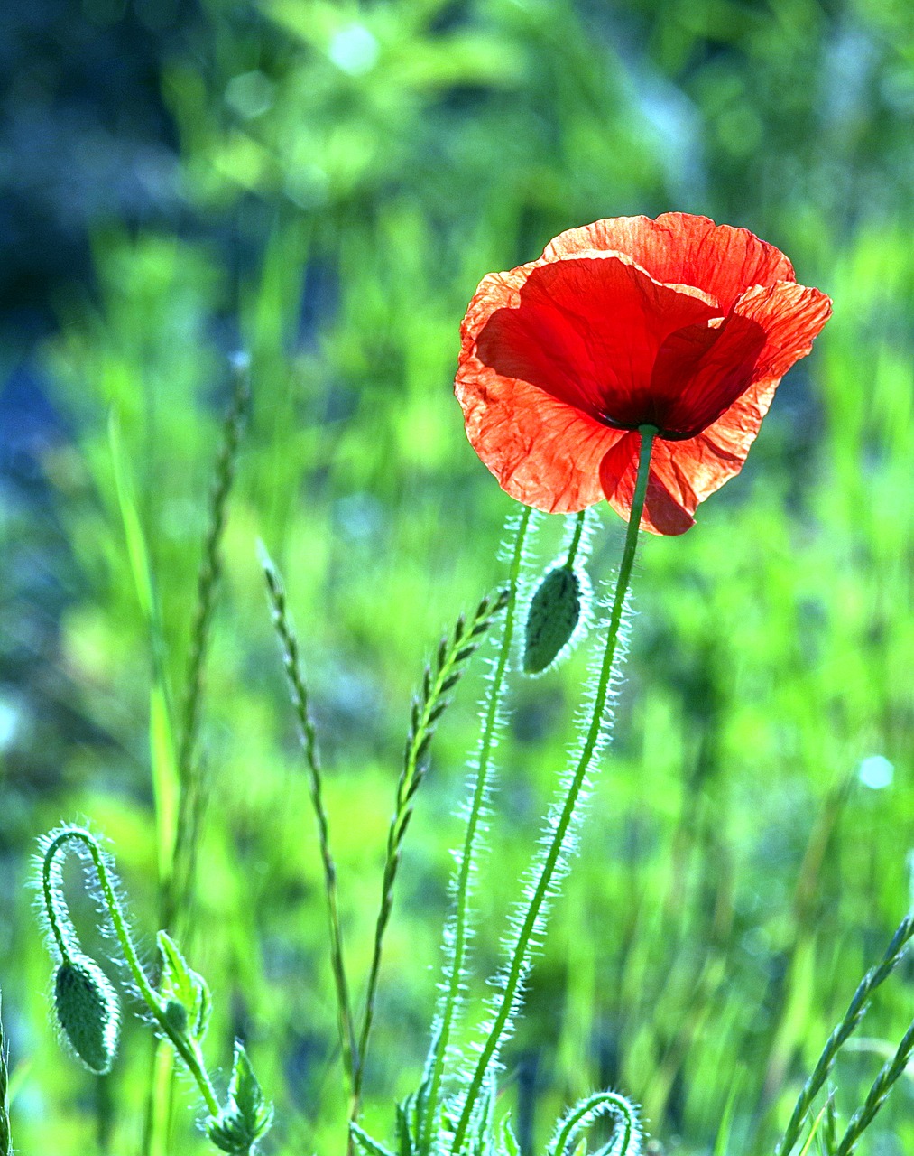 poppy red flower free photo