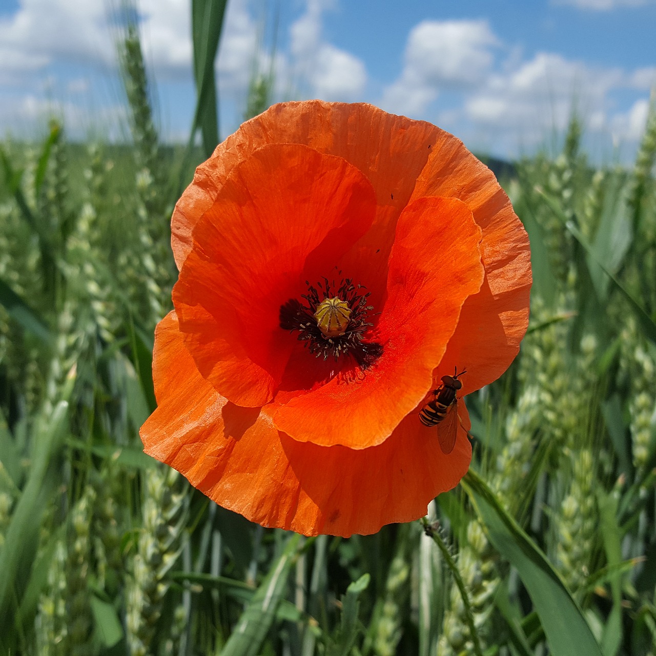 poppy red bee free photo