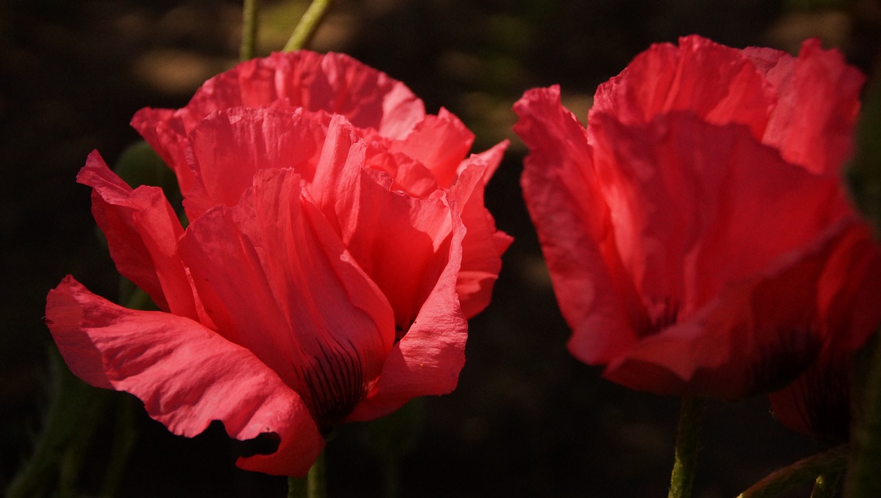 poppy spring flowers free photo