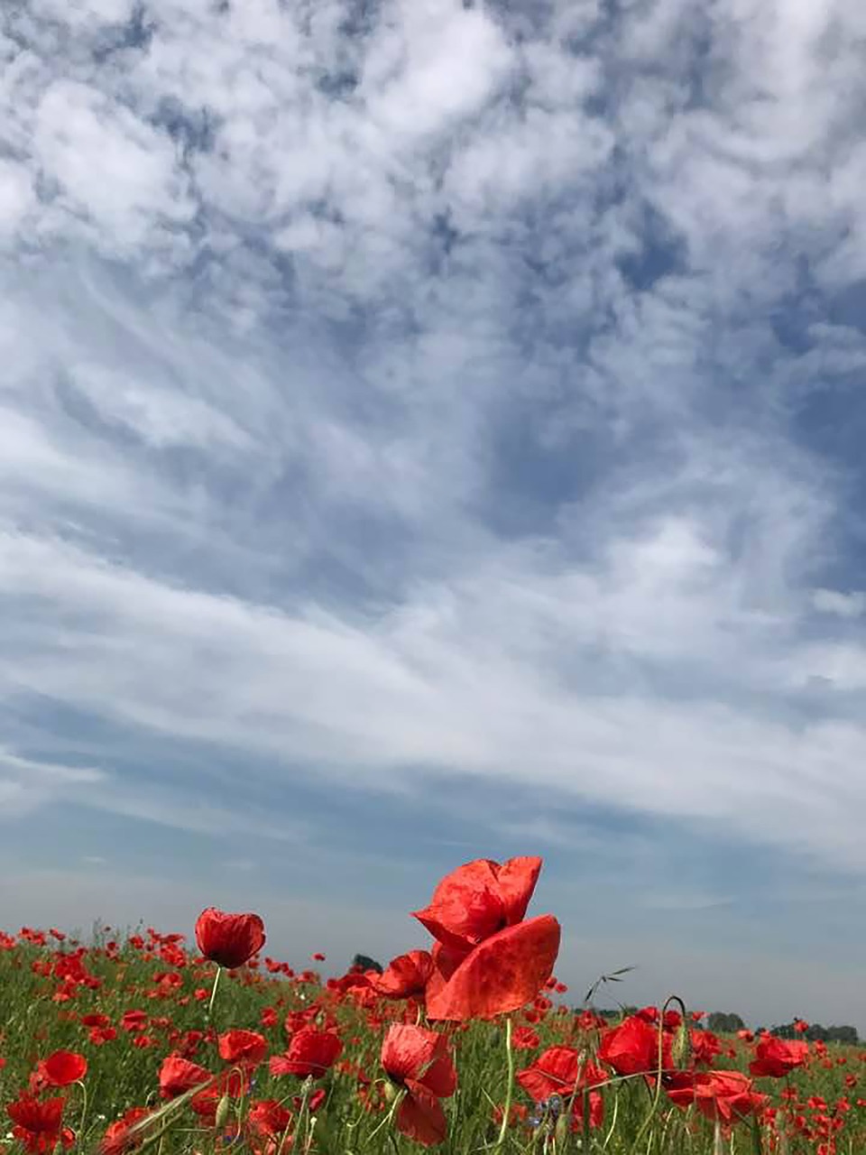 poppy klatschmohn poppy flower free photo