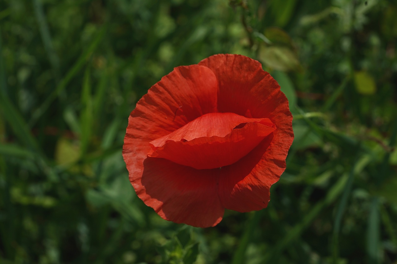 poppy flower red poppy free photo