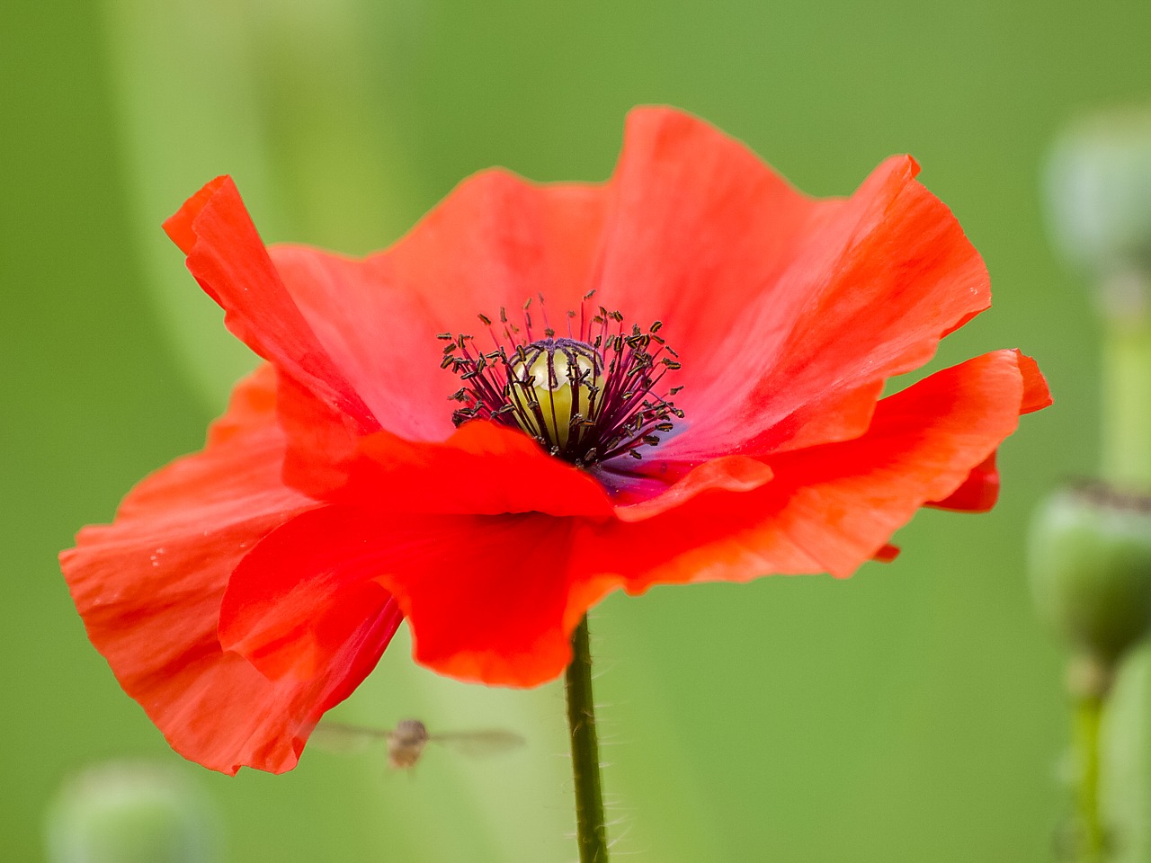 poppy flower blossom free photo