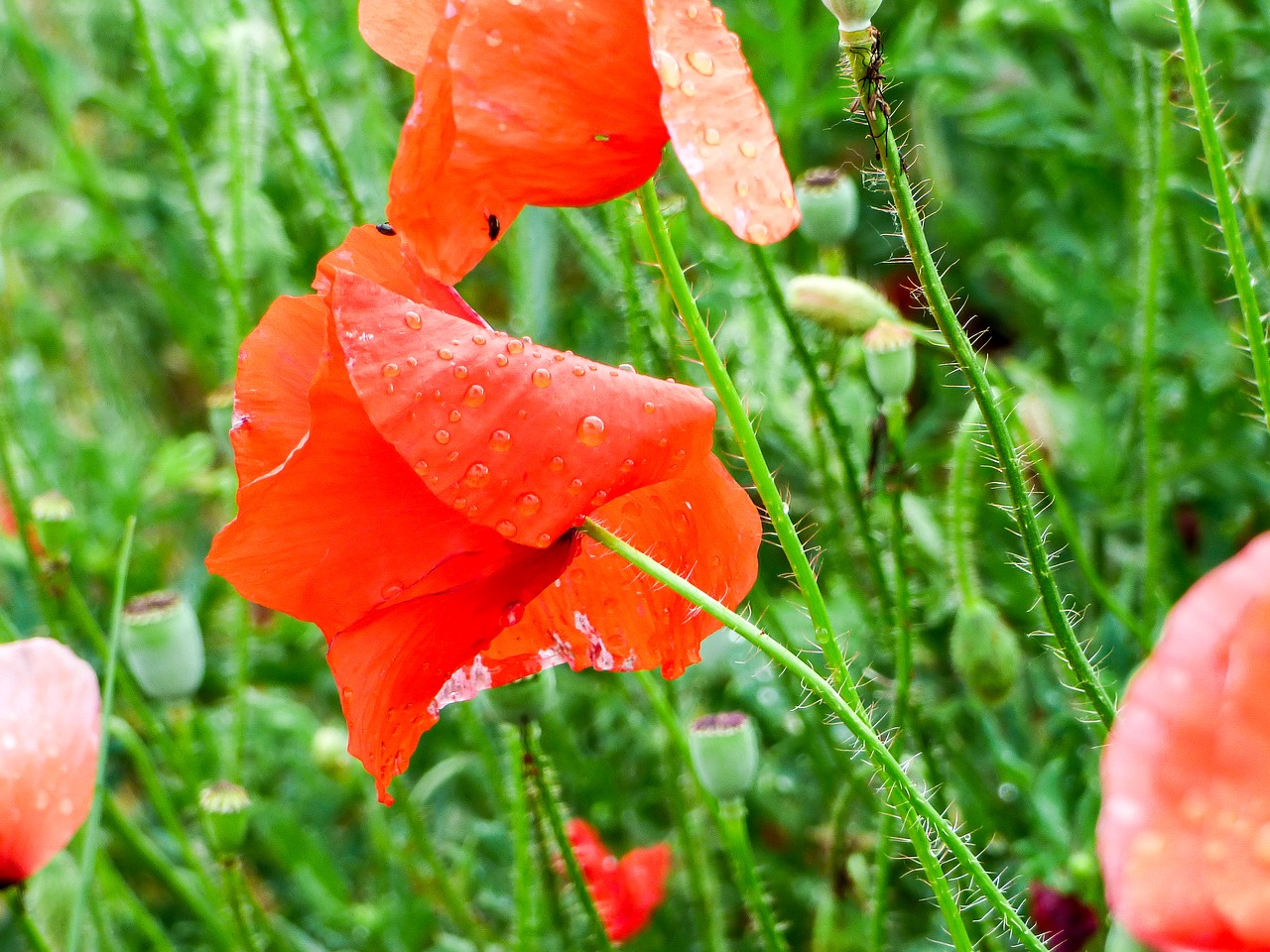 poppy flower raindrop free photo