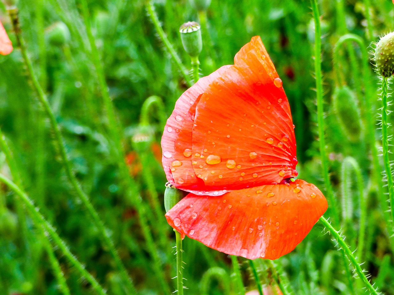 poppy raindrop meadow flower free photo