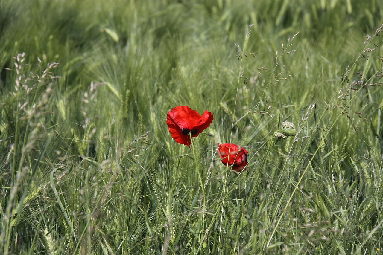 poppy poppy flower klatschmohn free photo