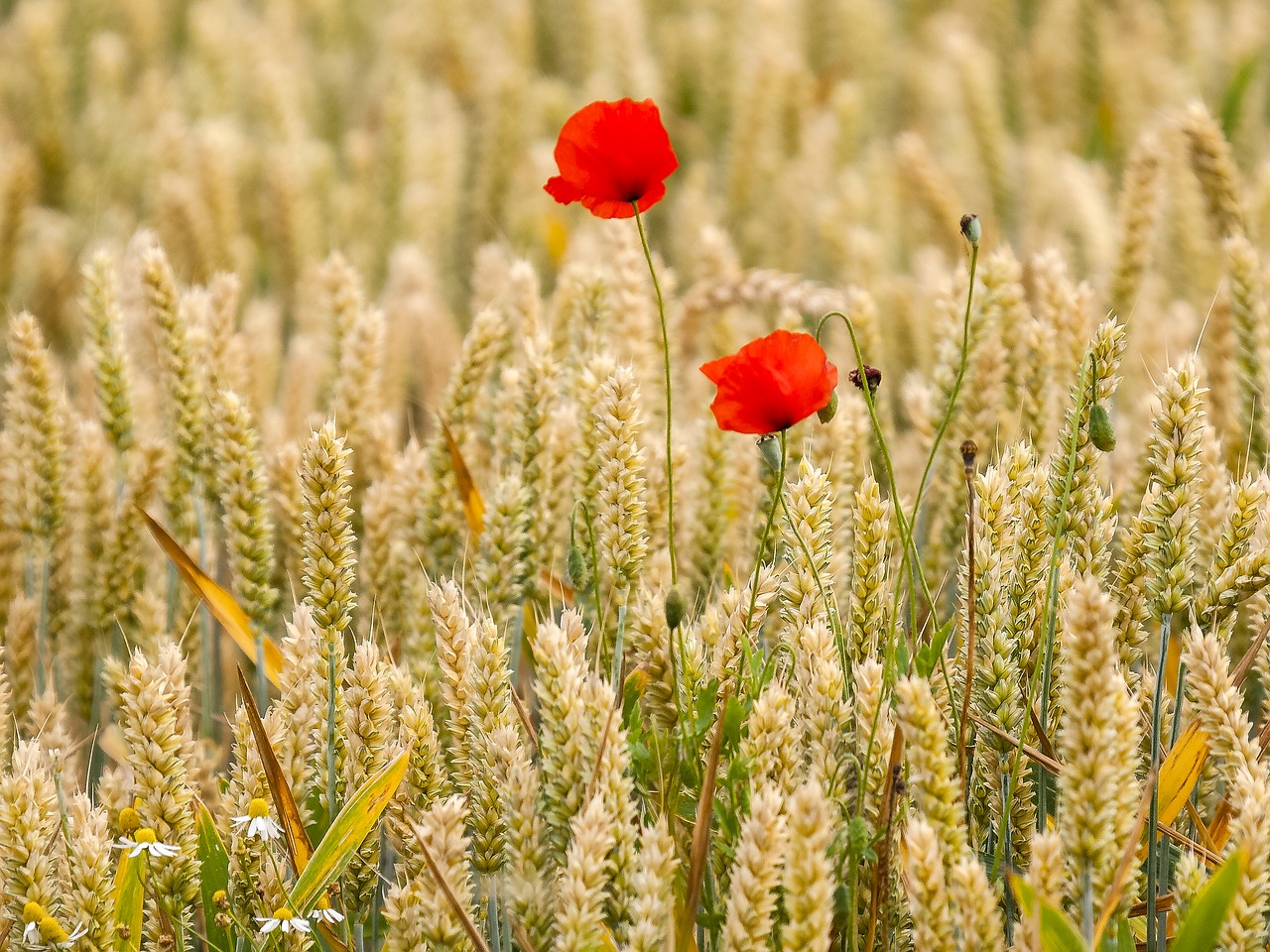 poppy flower blossom free photo