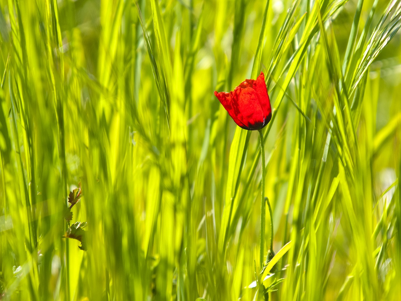 poppy flower blossom free photo