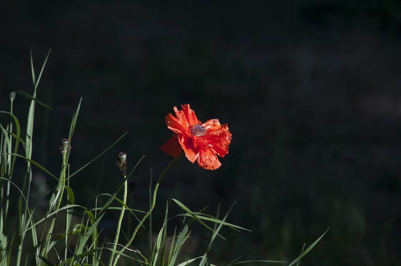 poppy flower red free photo