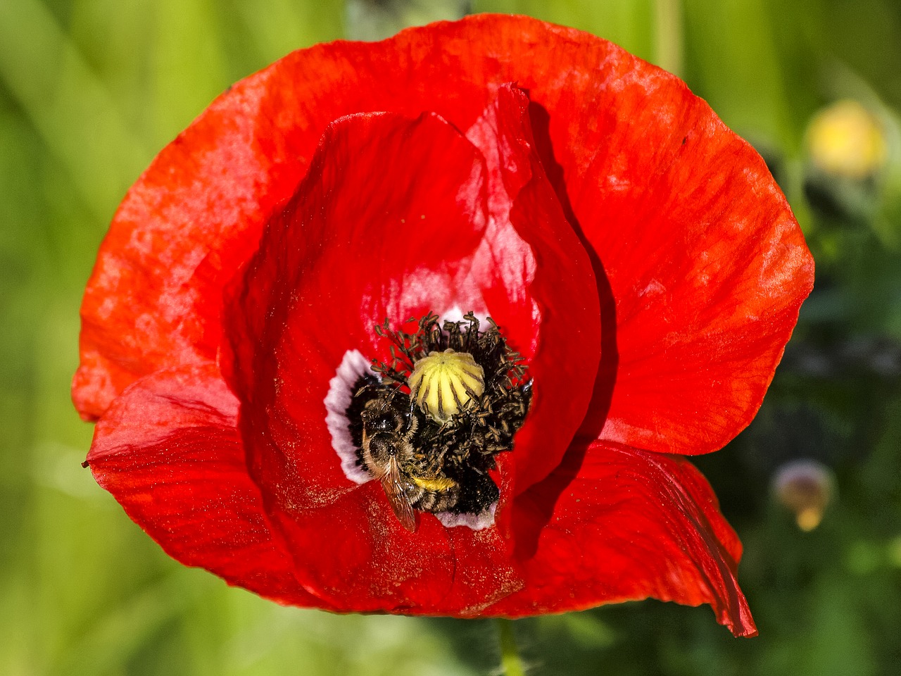 poppy flower blossom free photo