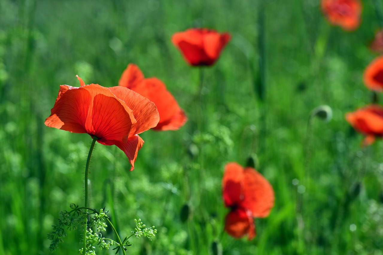 poppy klatschmohn poppy flower free photo