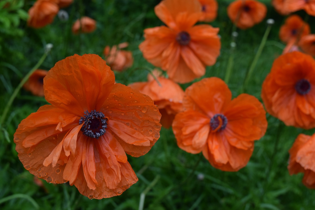 poppy flower plant free photo