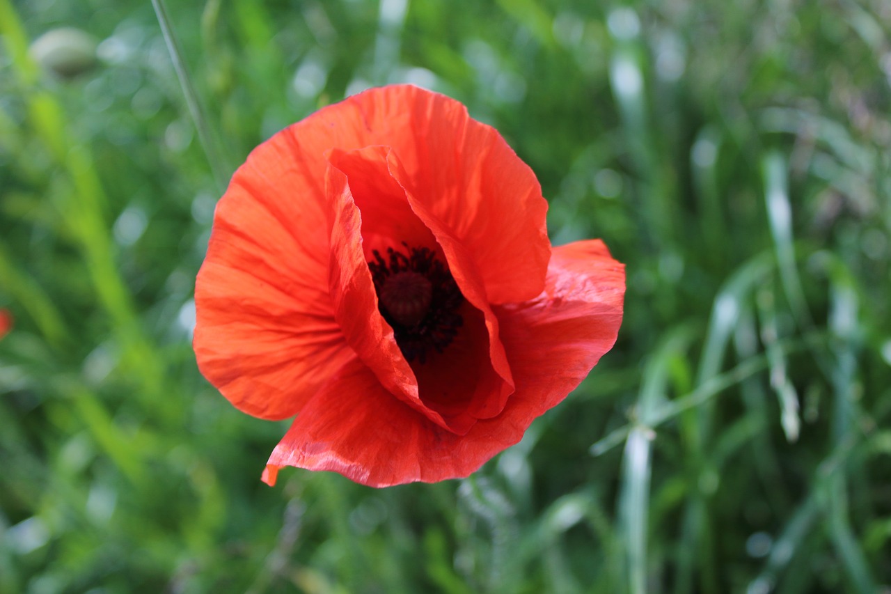 poppy flower plant free photo