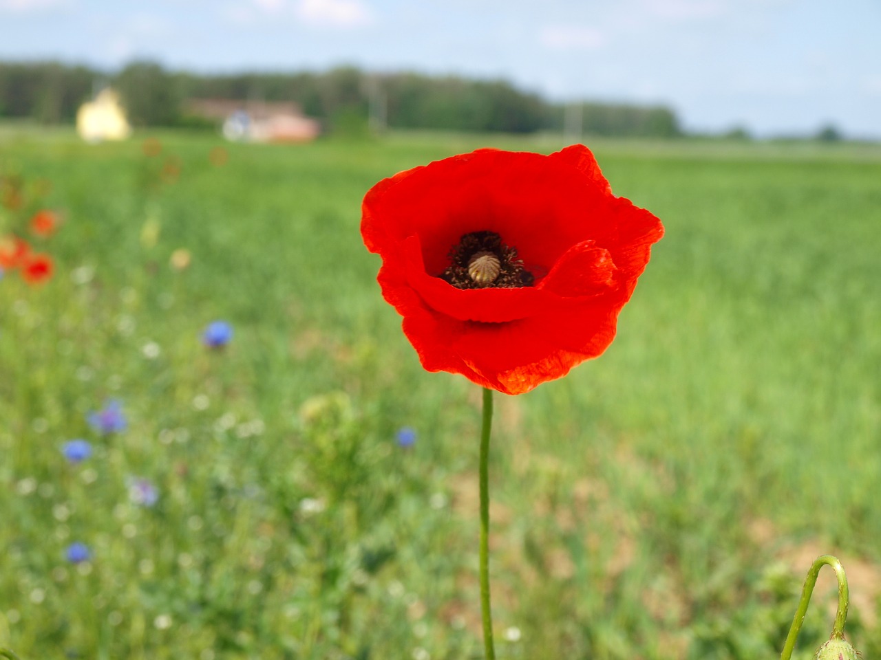 poppy meadow flower free photo