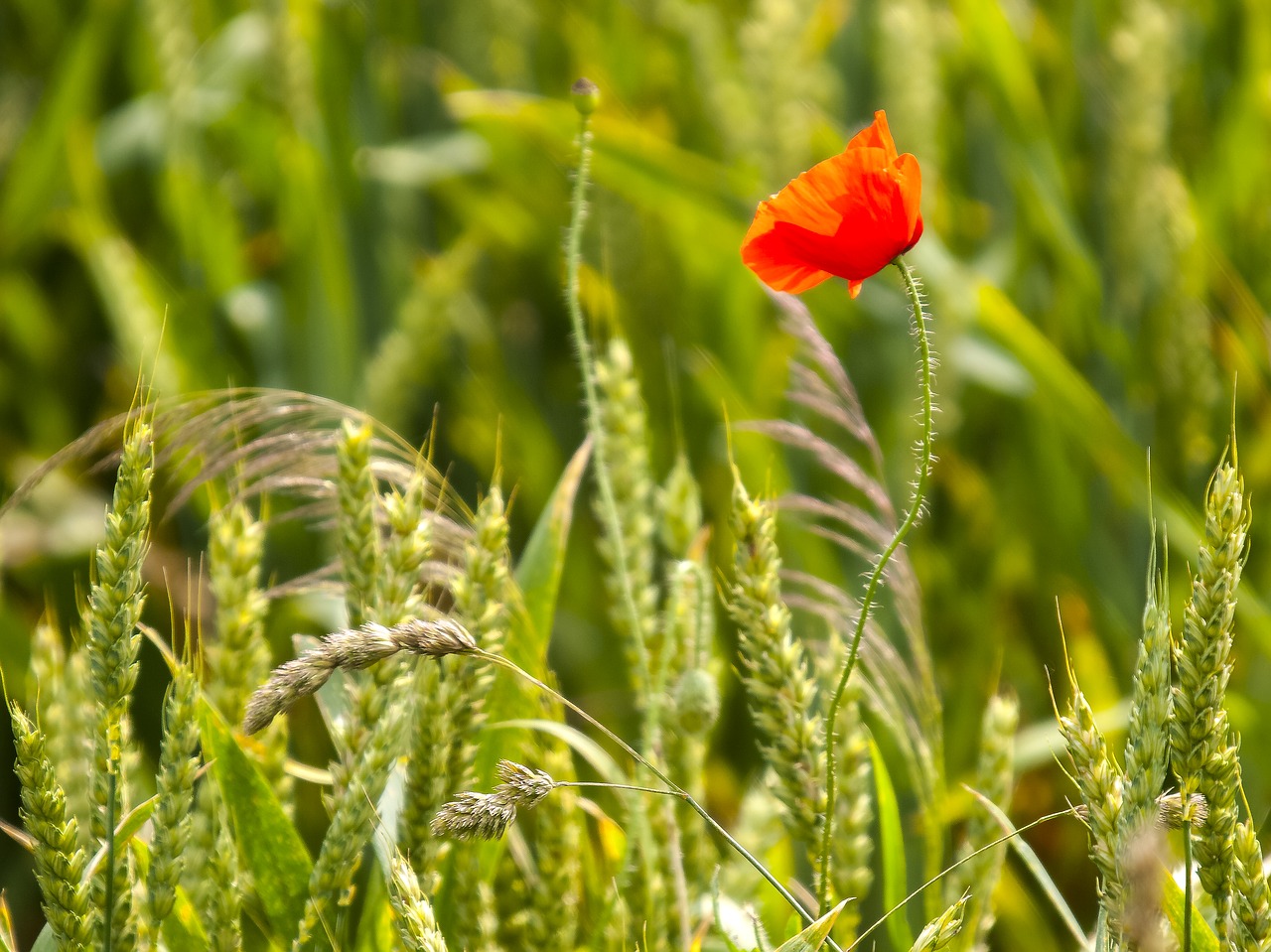 poppy flower nature free photo