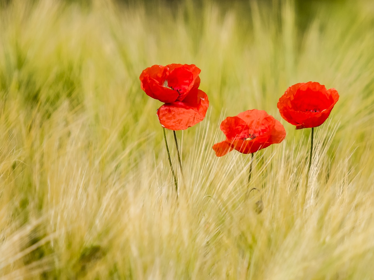 poppy flower nature free photo