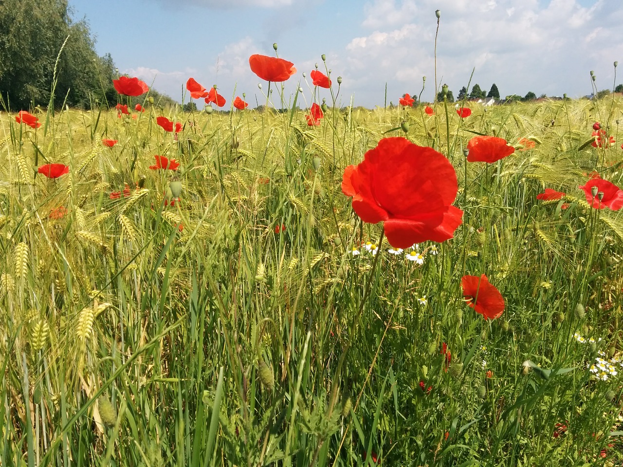 poppy field cereals free photo