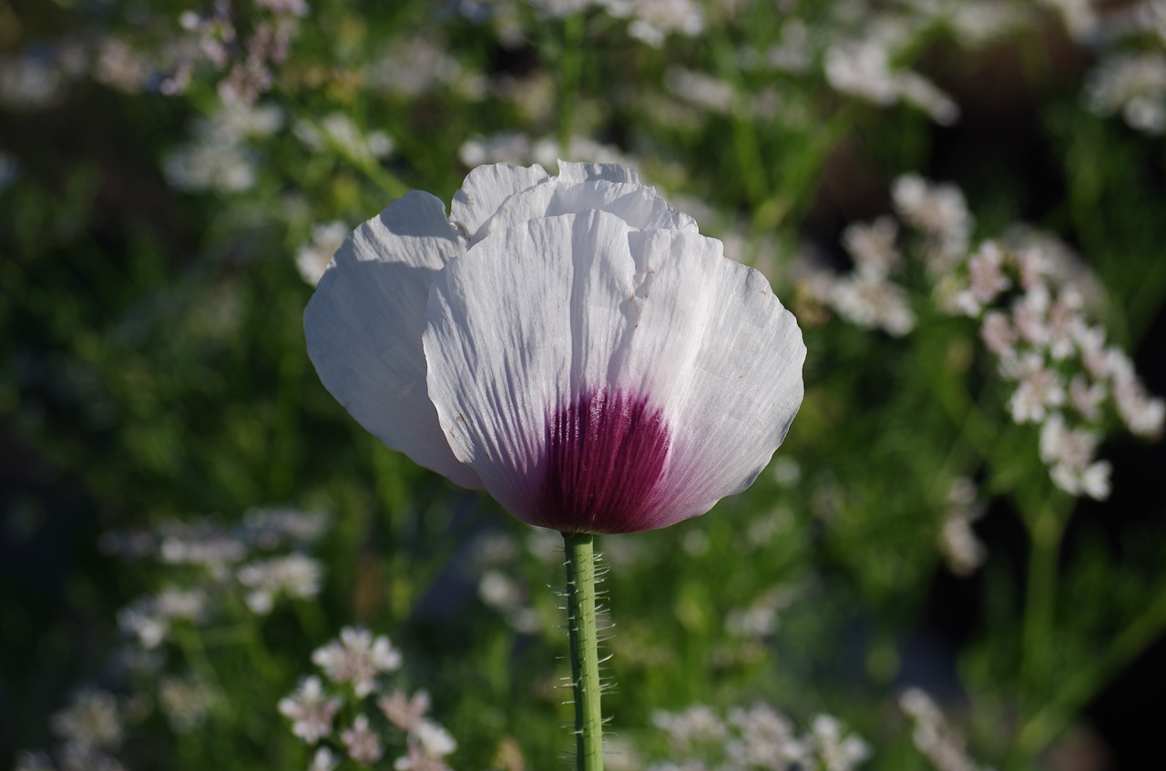 poppy flower plant free photo