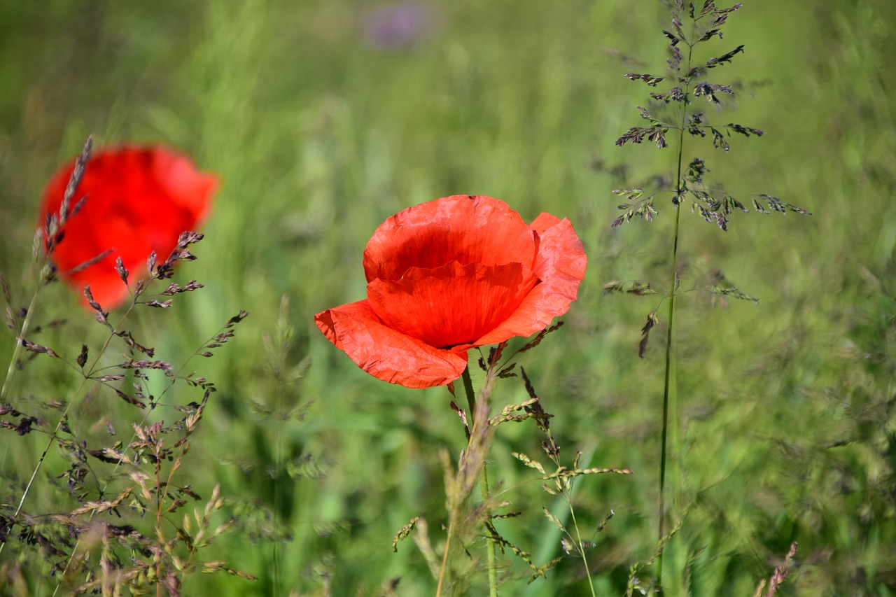 poppy meadow flower free photo