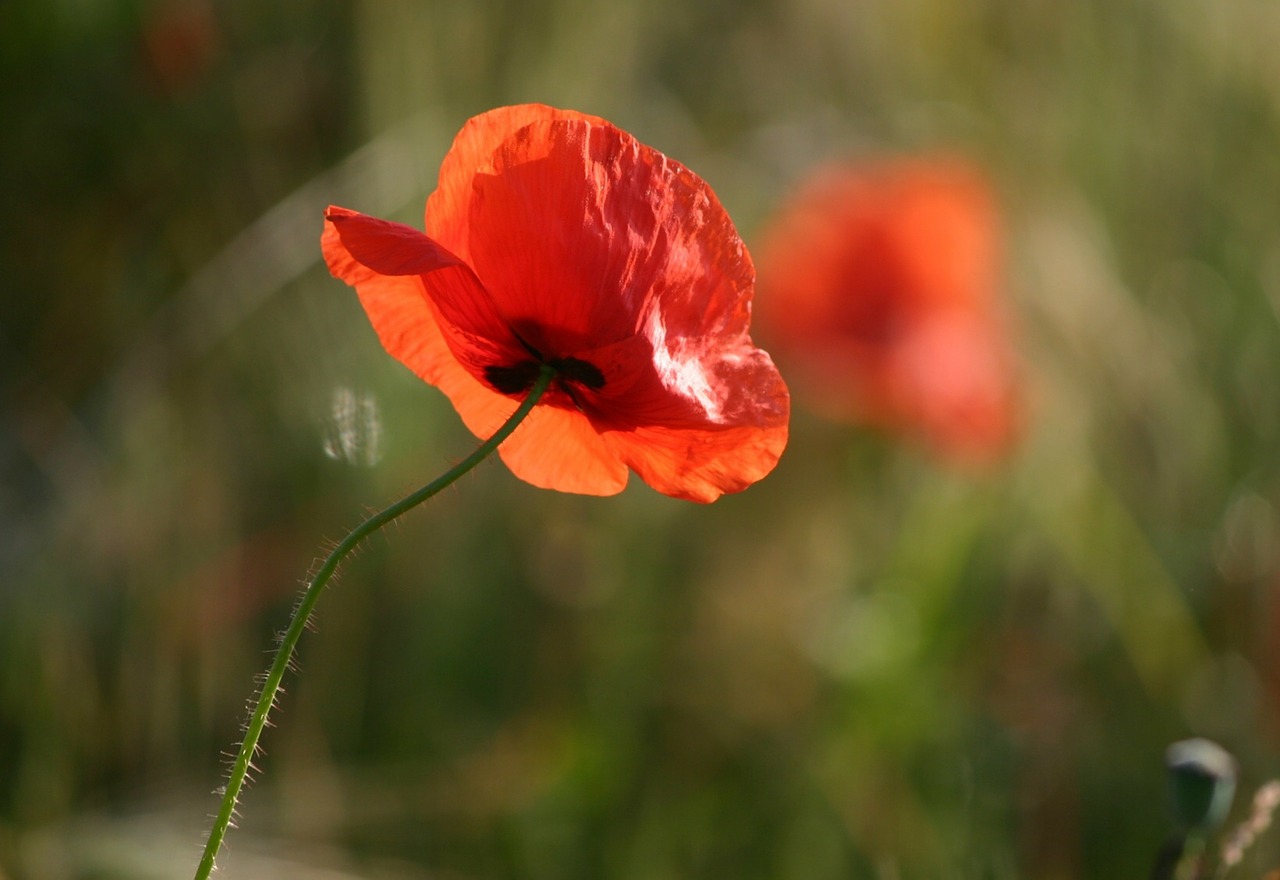 poppy flower nature free photo