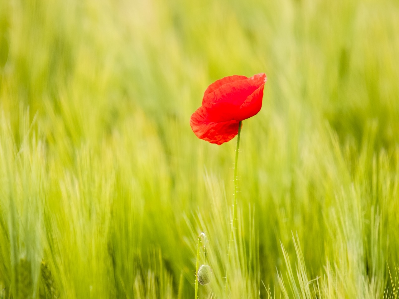 poppy flower plant free photo