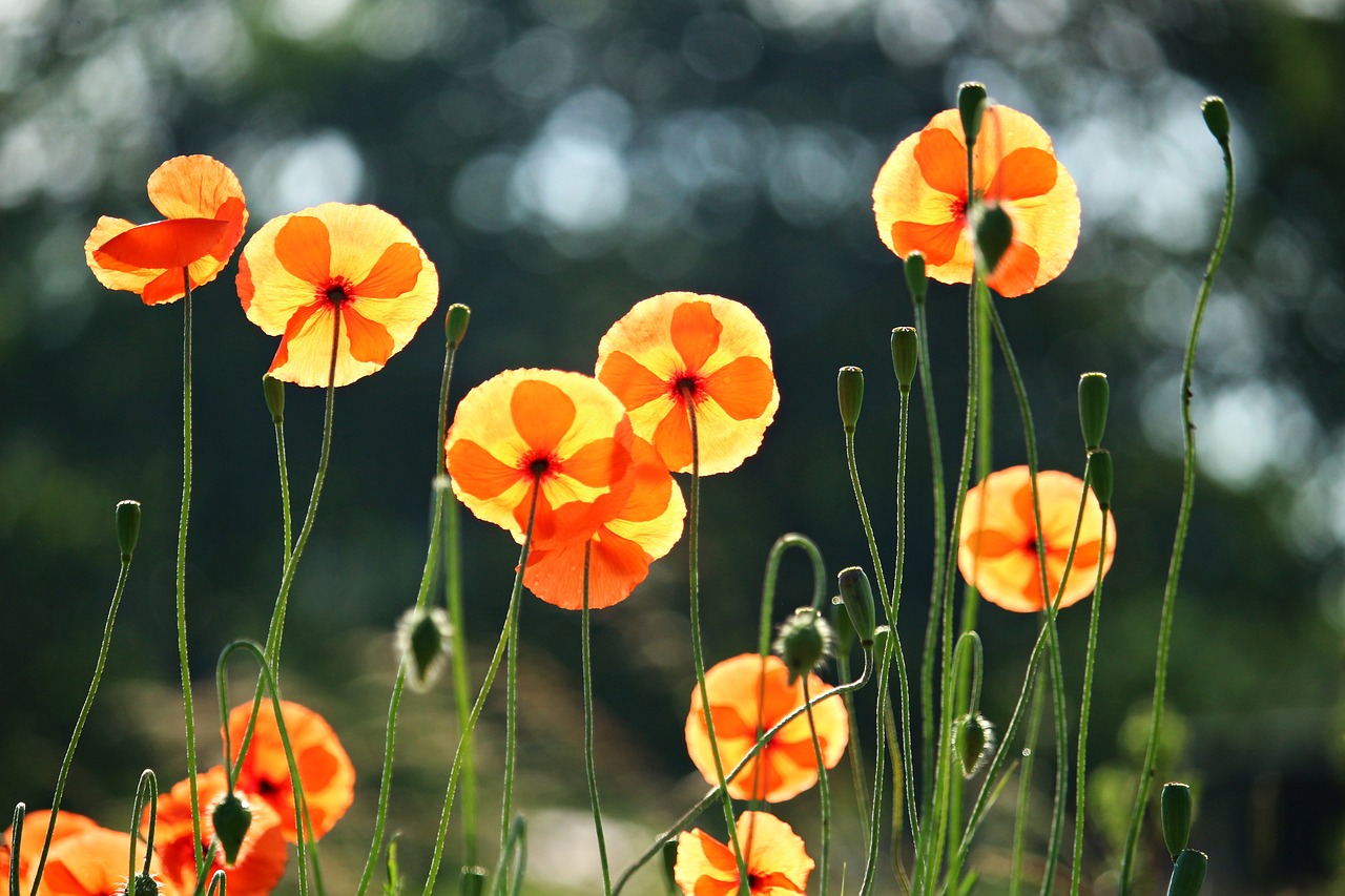 poppy blossom bloom free photo