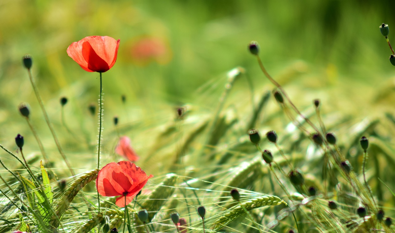 poppy back light flower free photo