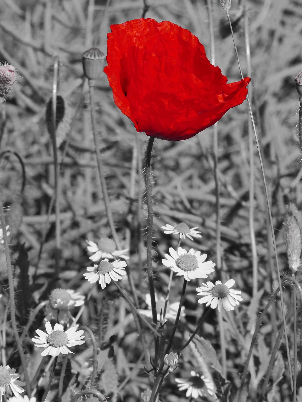 poppy blossom bloom free photo