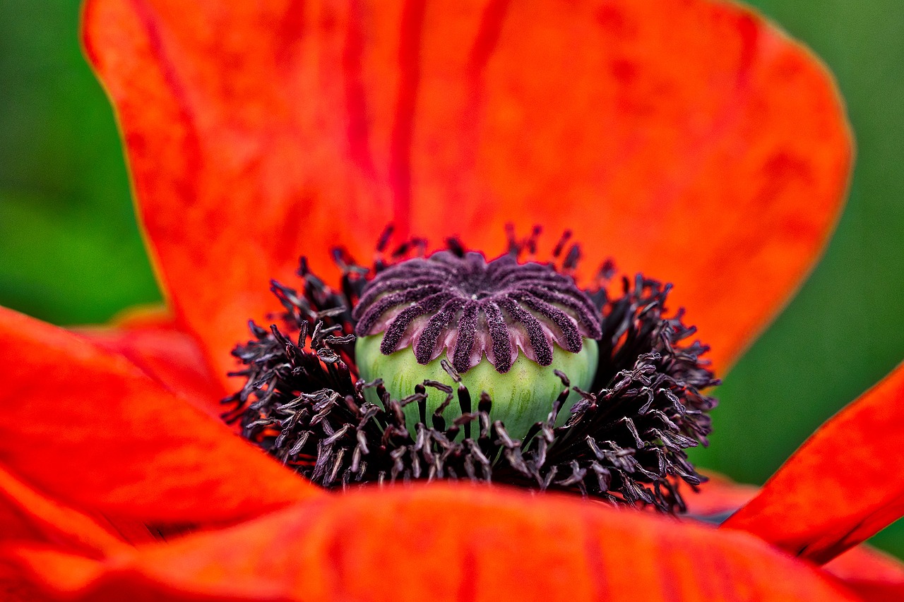 poppy bleed red poppy free photo